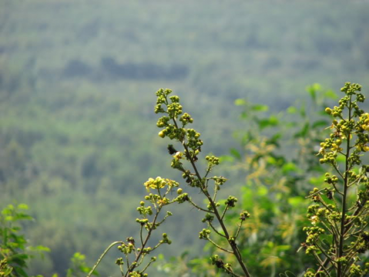 Long Sơn - tường thuật và hình ảnh