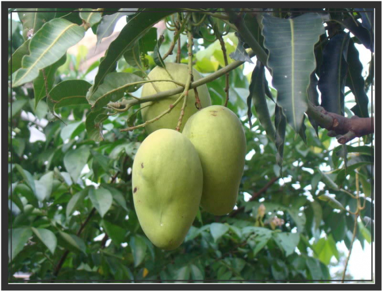 Ảnh Hoa Ảnh Hoa
