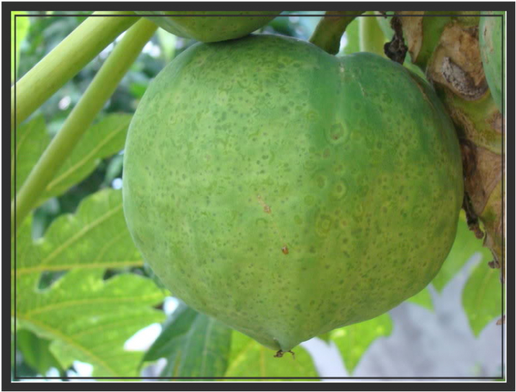 Ảnh Hoa Ảnh Hoa