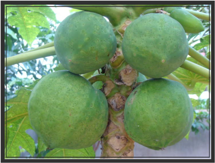 Ảnh Hoa Ảnh Hoa
