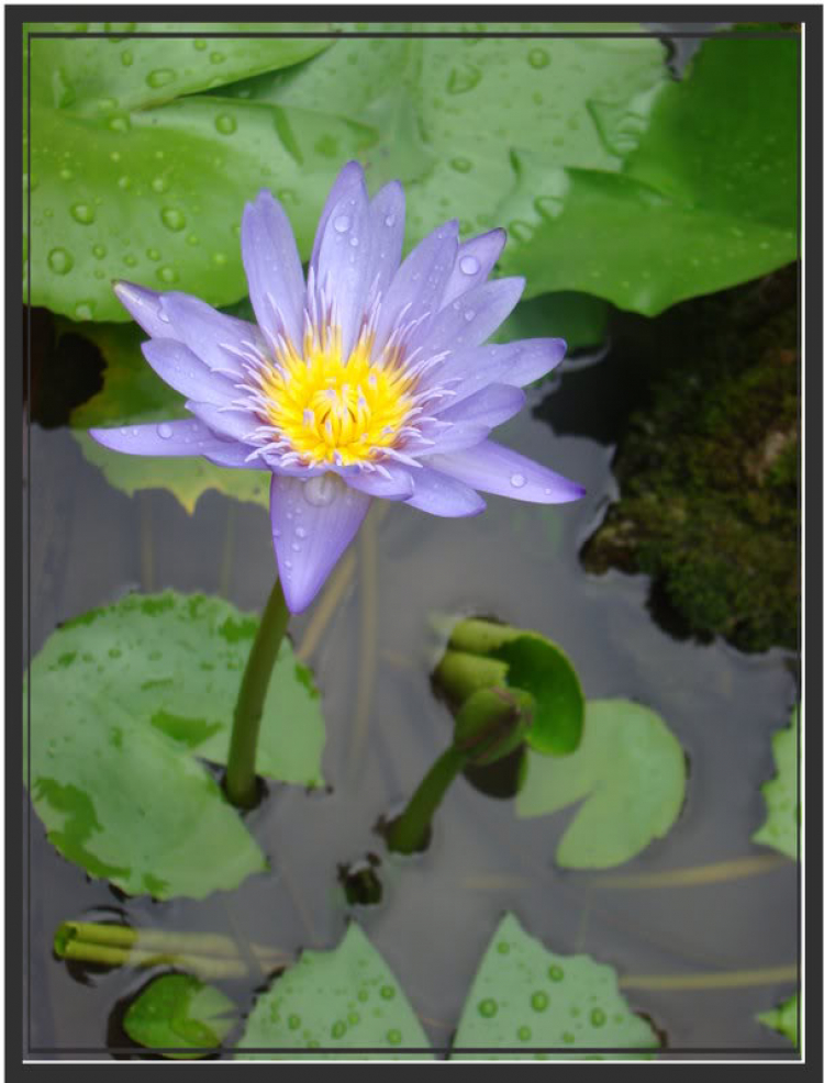 Ảnh Hoa Ảnh Hoa