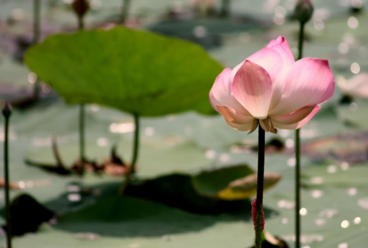 Ngẫu hứng Miền Tây