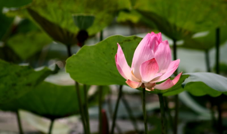 Ngẫu hứng Miền Tây
