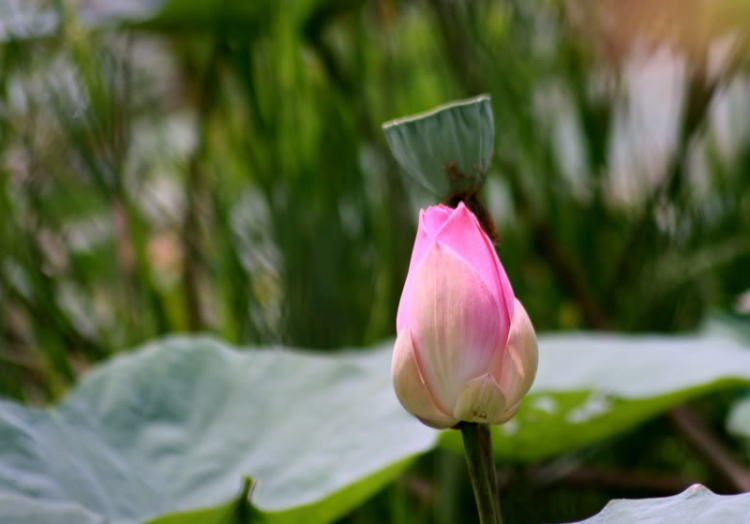 Ngẫu hứng Miền Tây