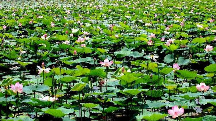 Ngẫu hứng Miền Tây