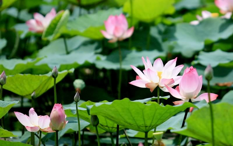 Ngẫu hứng Miền Tây