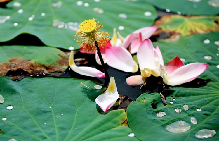 Ngẫu hứng Miền Tây
