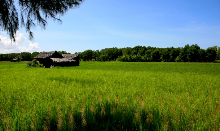 Ngẫu hứng Miền Tây
