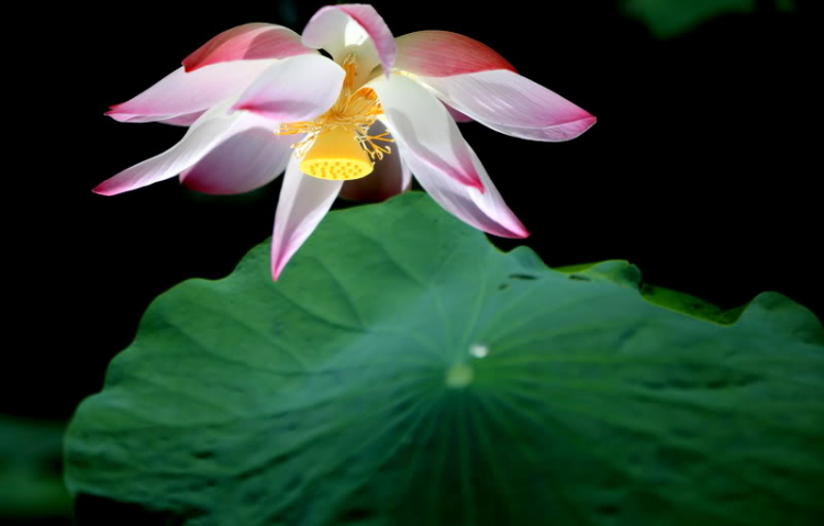 Ảnh Hoa