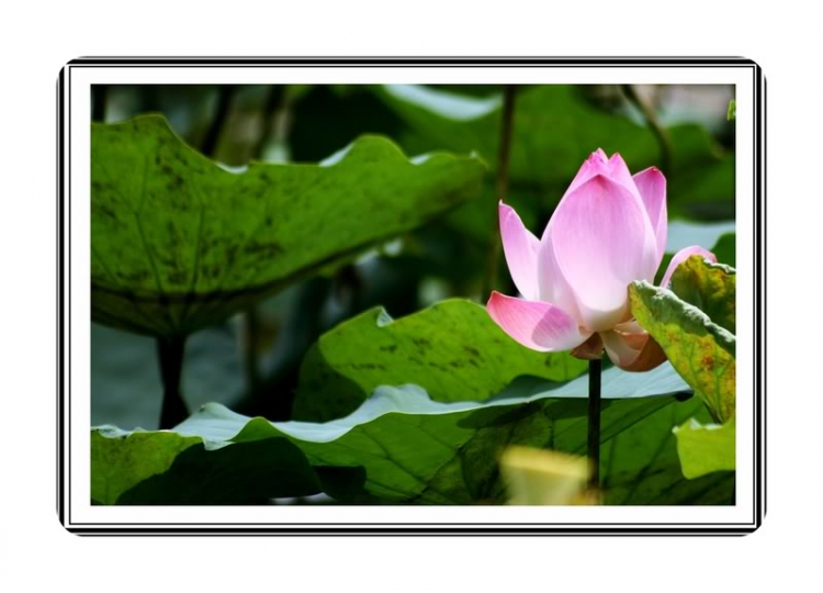Ngẫu hứng Miền Tây Ngẫu hứng Miền Tây