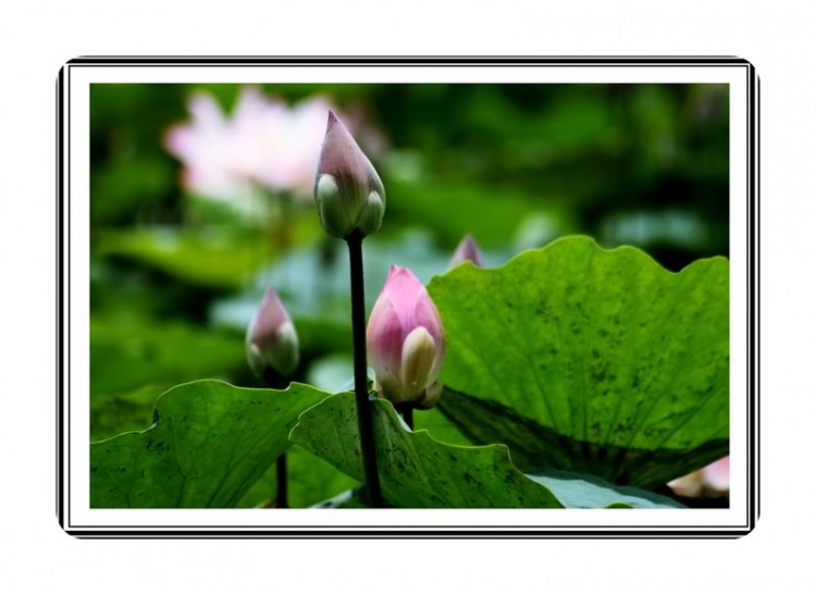 Ngẫu hứng Miền Tây Ngẫu hứng Miền Tây