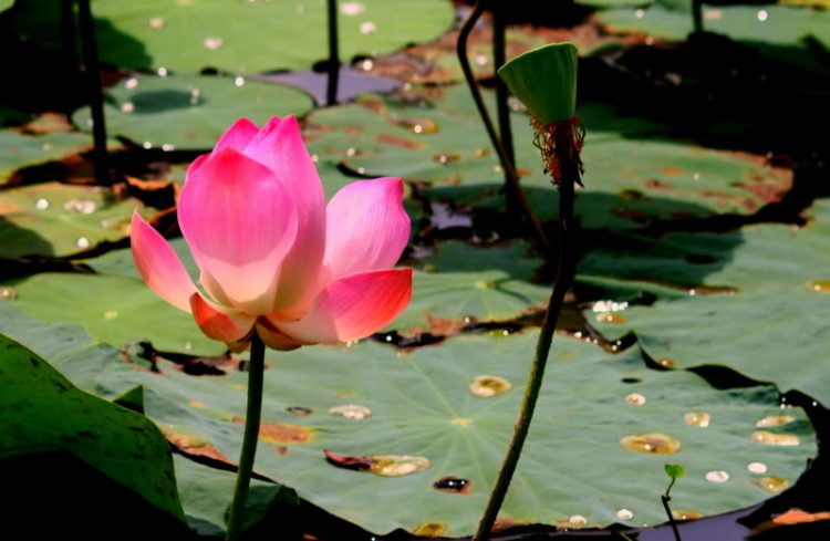 Ngẫu hứng Miền Tây