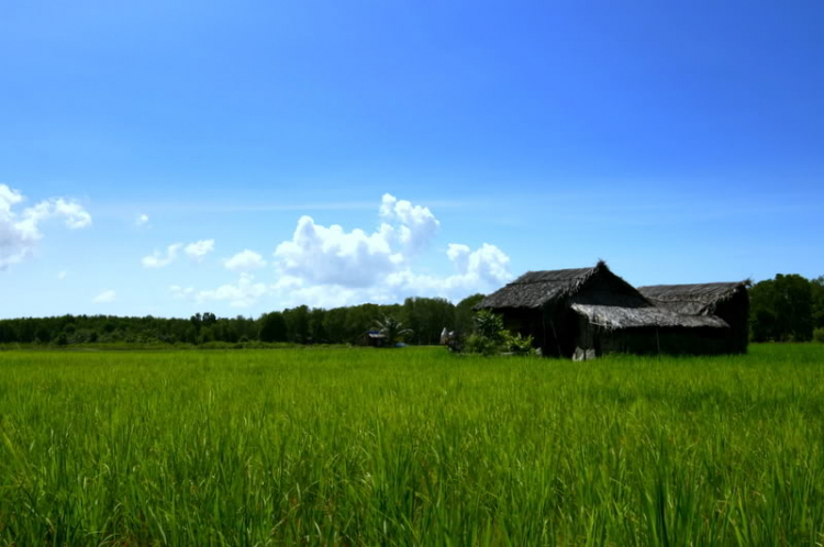 Ngẫu hứng Miền Tây
