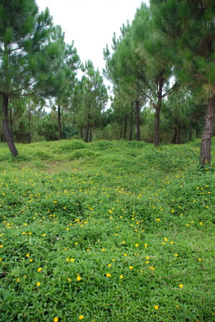 Sư Tử 407 và 553km Tà đạo " đem Cha bỏ Rừng " của Tà Mỗ