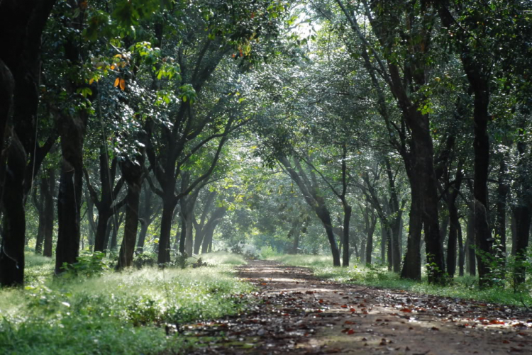 Sư Tử 407 và 553km Tà đạo " đem Cha bỏ Rừng " của Tà Mỗ