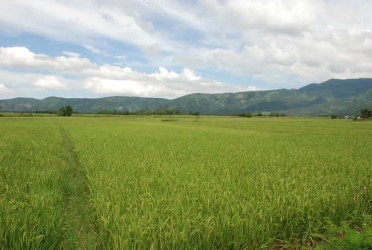 Sư Tử 407 và 553km Tà đạo " đem Cha bỏ Rừng " của Tà Mỗ