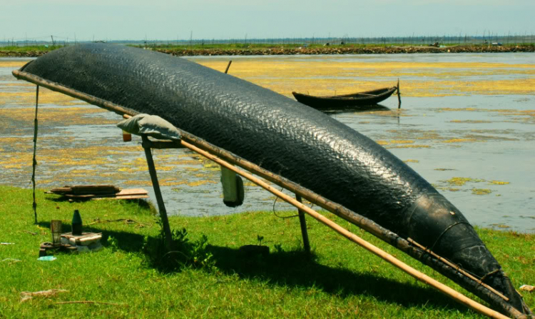 Sư Tử 407 và 553km Tà đạo " đem Cha bỏ Rừng " của Tà Mỗ