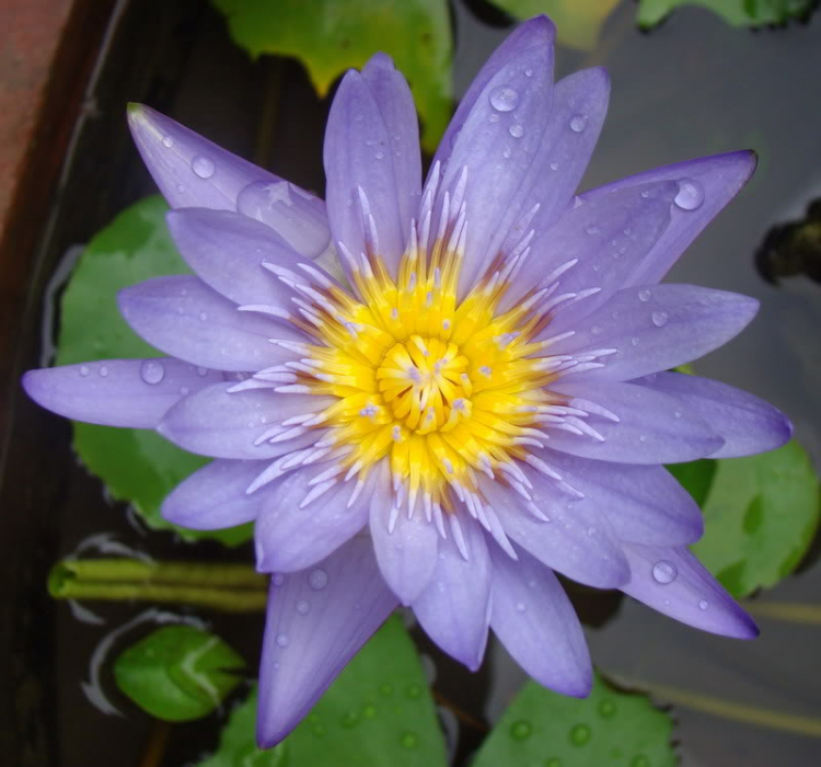 Ảnh Hoa