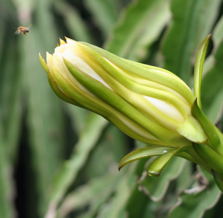 Macro côn trùng