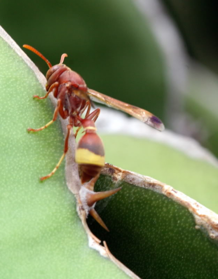 Macro côn trùng