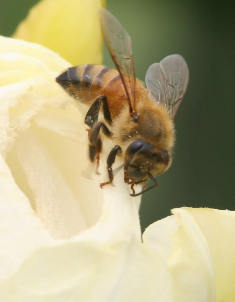 Macro côn trùng