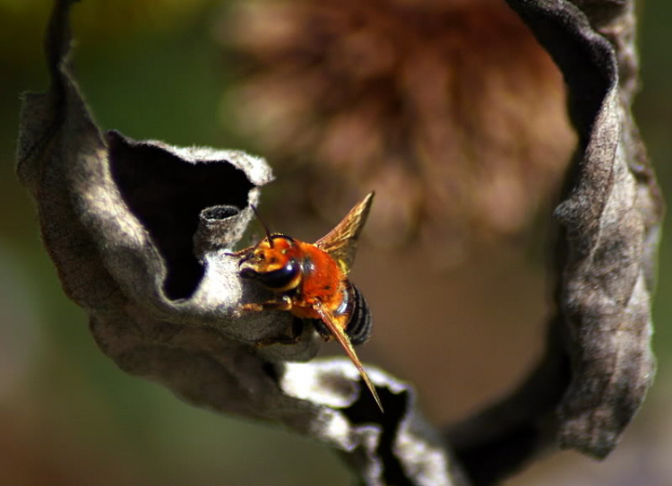 Macro côn trùng