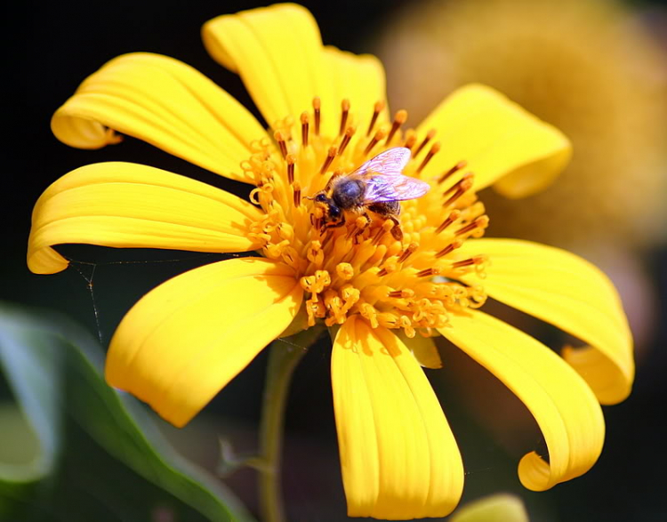 Macro côn trùng