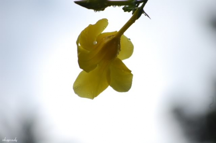 Ảnh Hoa