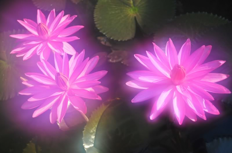 Ảnh Hoa