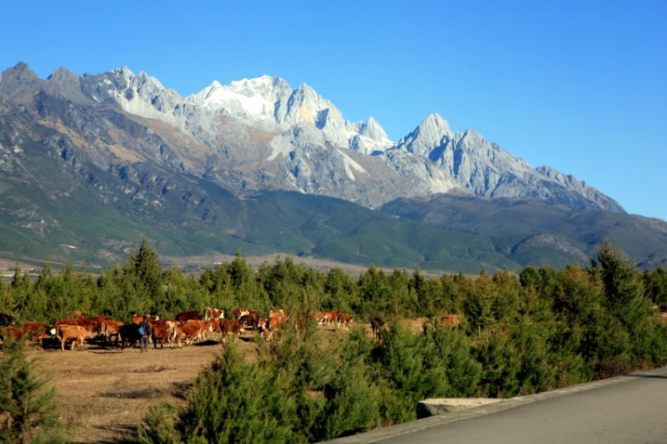 Dưỡn dẹo Yunnan.