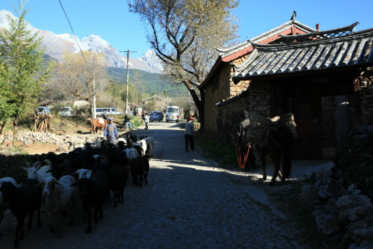 Dưỡn dẹo Yunnan. Dưỡn dẹo Yunnan.