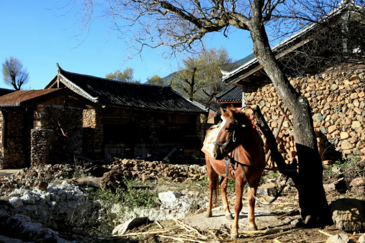 Dưỡn dẹo Yunnan.