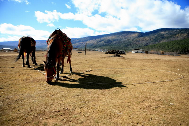 Dưỡn dẹo Yunnan. Dưỡn dẹo Yunnan.