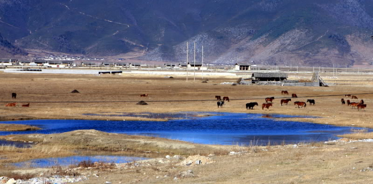 Dưỡn dẹo Yunnan. Dưỡn dẹo Yunnan.