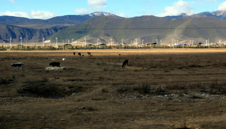 Dưỡn dẹo Yunnan. Dưỡn dẹo Yunnan.