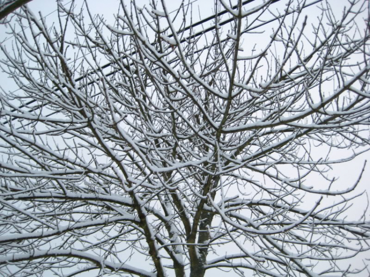Bão Tuyết...December storm Bão Tuyết...December storm