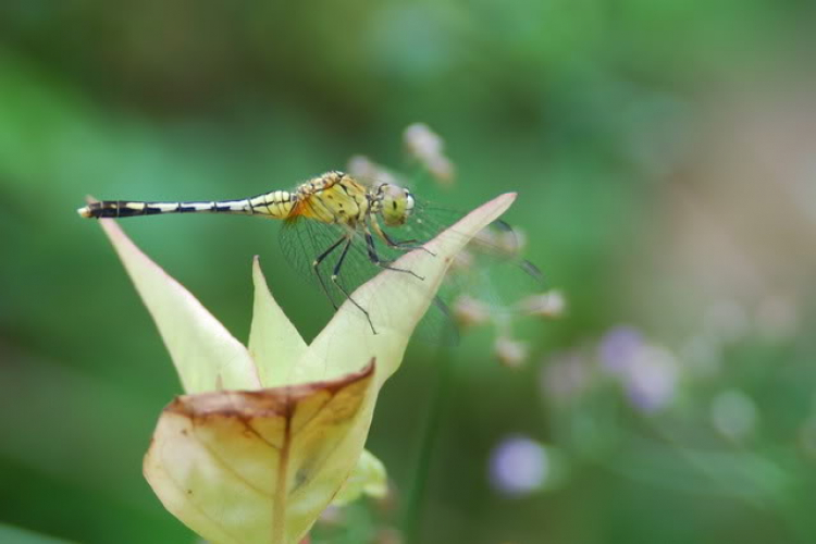 Macro côn trùng