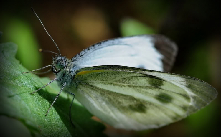 Macro côn trùng