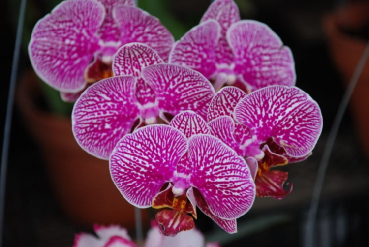 Chiều trên Bến Tầm Dương