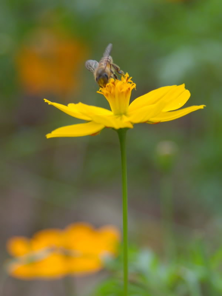 Macro côn trùng