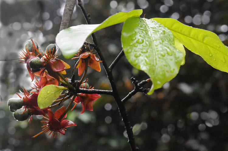 Lang thang ở Huế những ngày mưa