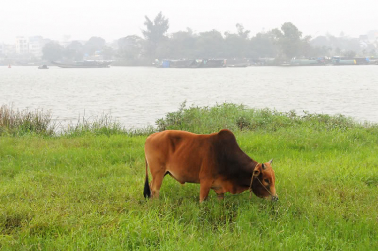 Lang thang ở Huế những ngày mưa