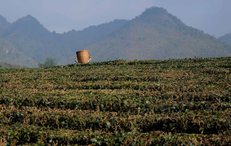 Ký sự ảnh Mộc Châu