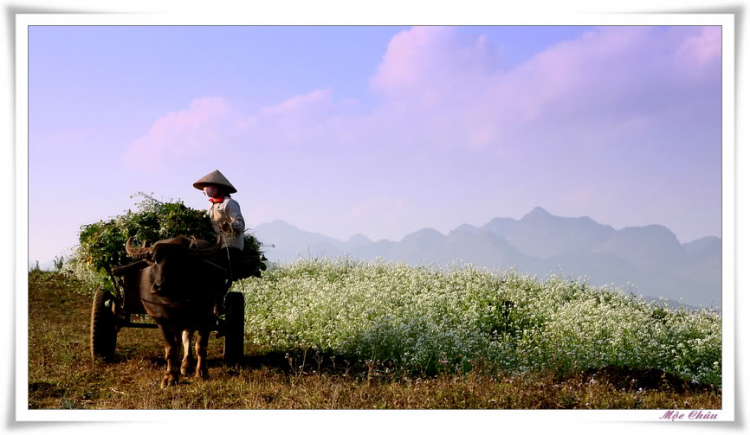 Lon ton Mộc Châu.