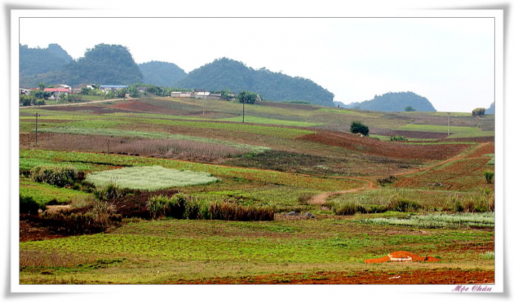 Lon ton Mộc Châu.