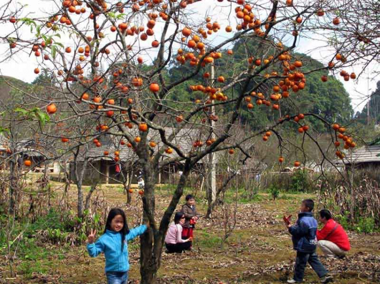 Ký sự ảnh Mộc Châu