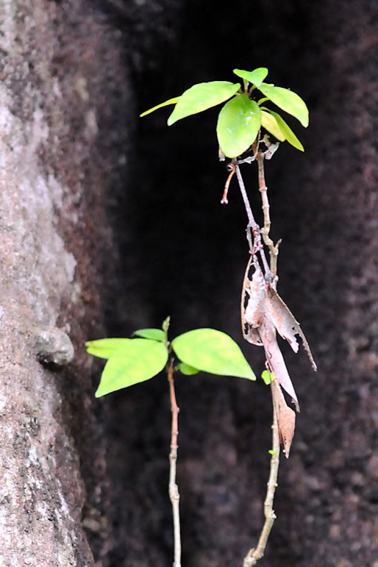 Lang thang ở Huế những ngày mưa