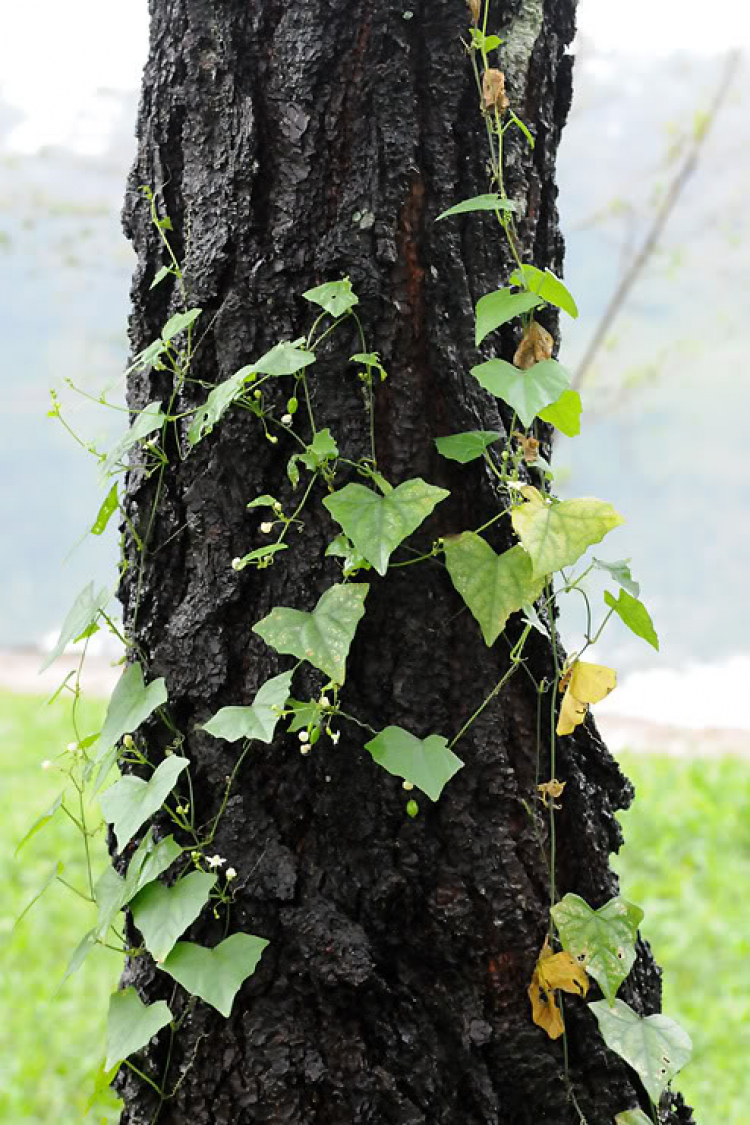 Lang thang ở Huế những ngày mưa