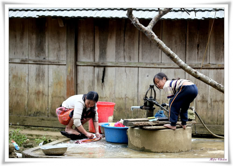 Lon ton Mộc Châu.