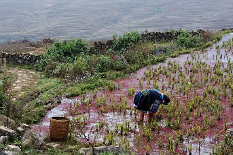 Lần đầu tiên đến Sapa